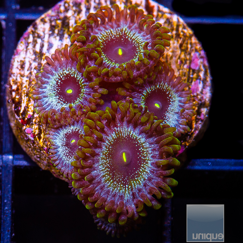 JC-Soul Sucker Zoanthids 59 36.JPG