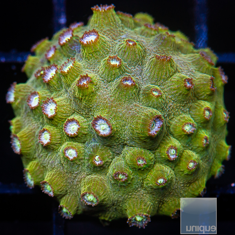 JC-Starry Night Cyphastrea 44 18.JPG