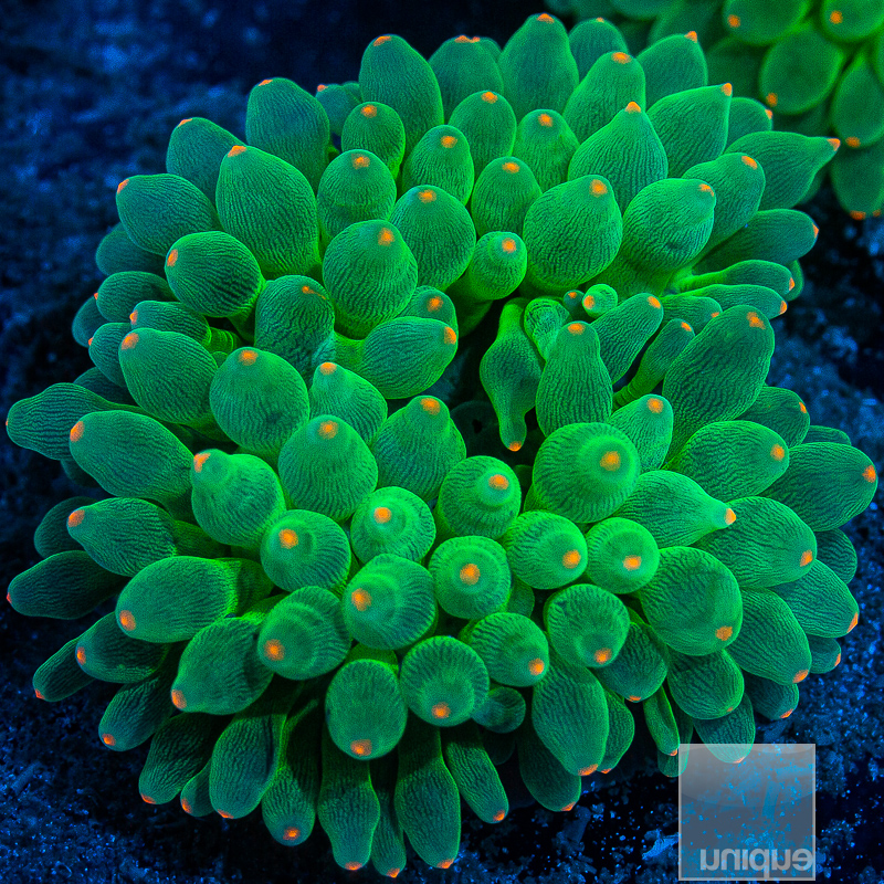 jc-Stock Lasertip Bubble Anemone 99 60 qty 20.JPG