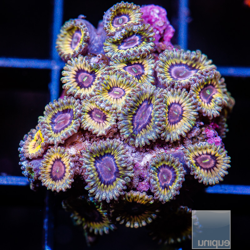 jc-Stratocaster Zoanthid colony 299 170.JPG