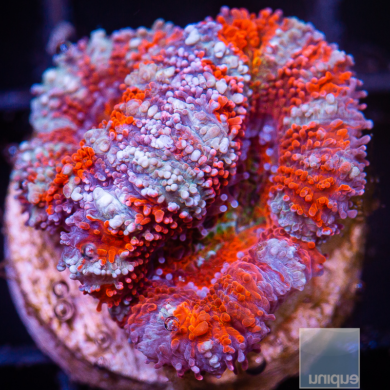 JC-Striped Acan Lord 39 20.JPG