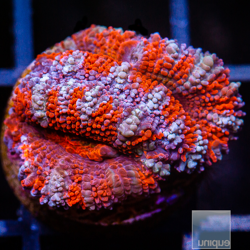 JC-Striped Acan Lord 49 26.JPG