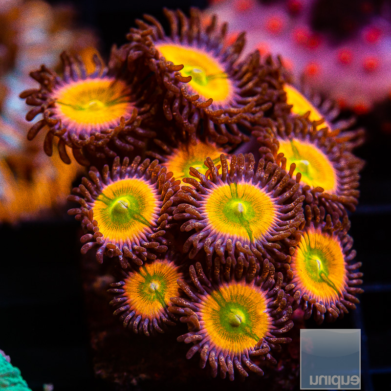 jc-Sunny D Zoanthid 129 72.JPG