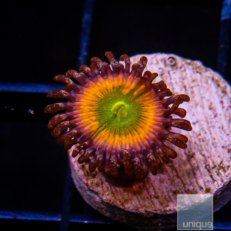 jc-Sunny D Zoanthid 15 8.JPG