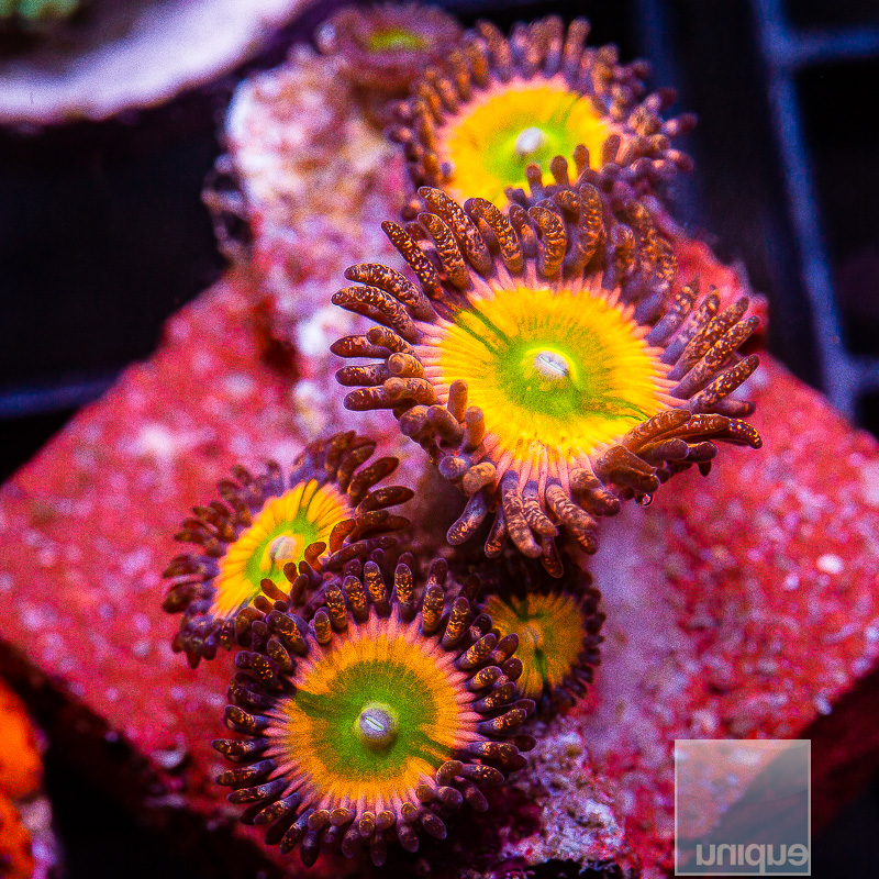 jc-Sunny D Zoanthid 75 41.JPG