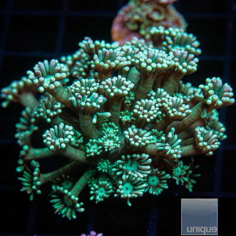 JC-Teal Goniopora 59 26.JPG