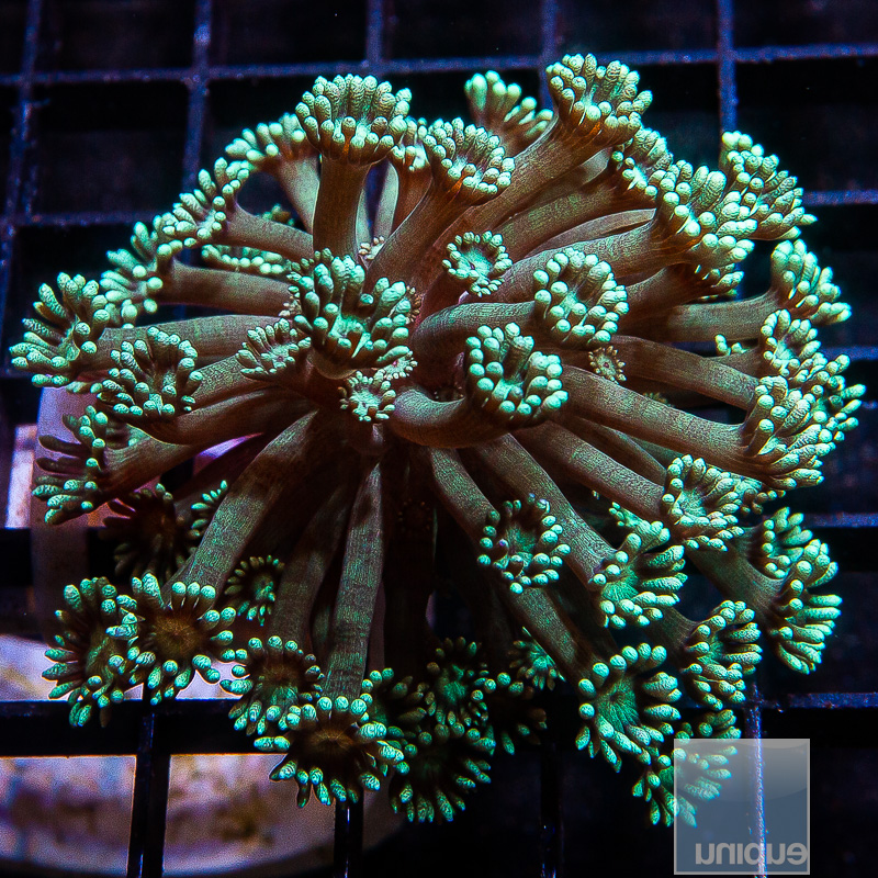 jc-Teal Goniopora 79 55.JPG