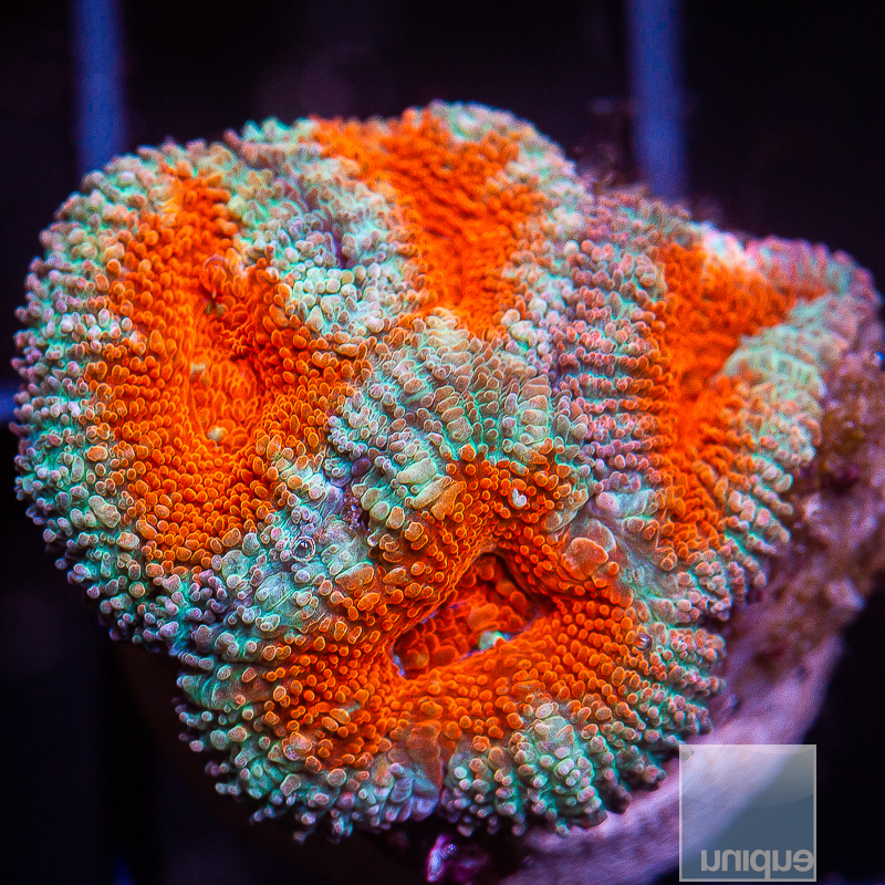 JC-Teal Rim Acan Lord 49 21.JPG