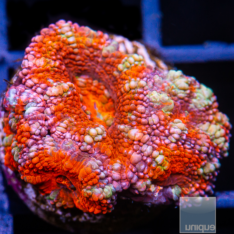 JC-Tricolor Acan Lord 44 22.JPG