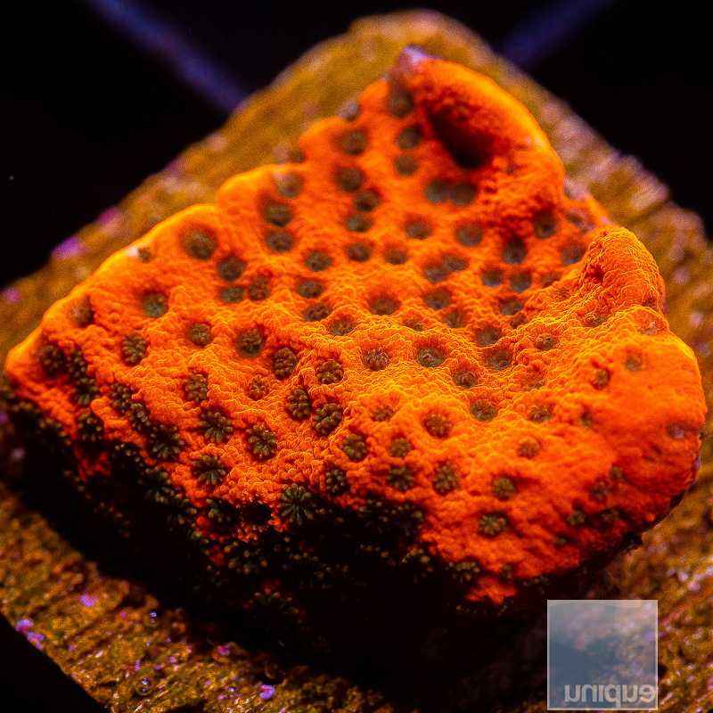 jc-Tropic Thunder Montipora 49 26.JPG