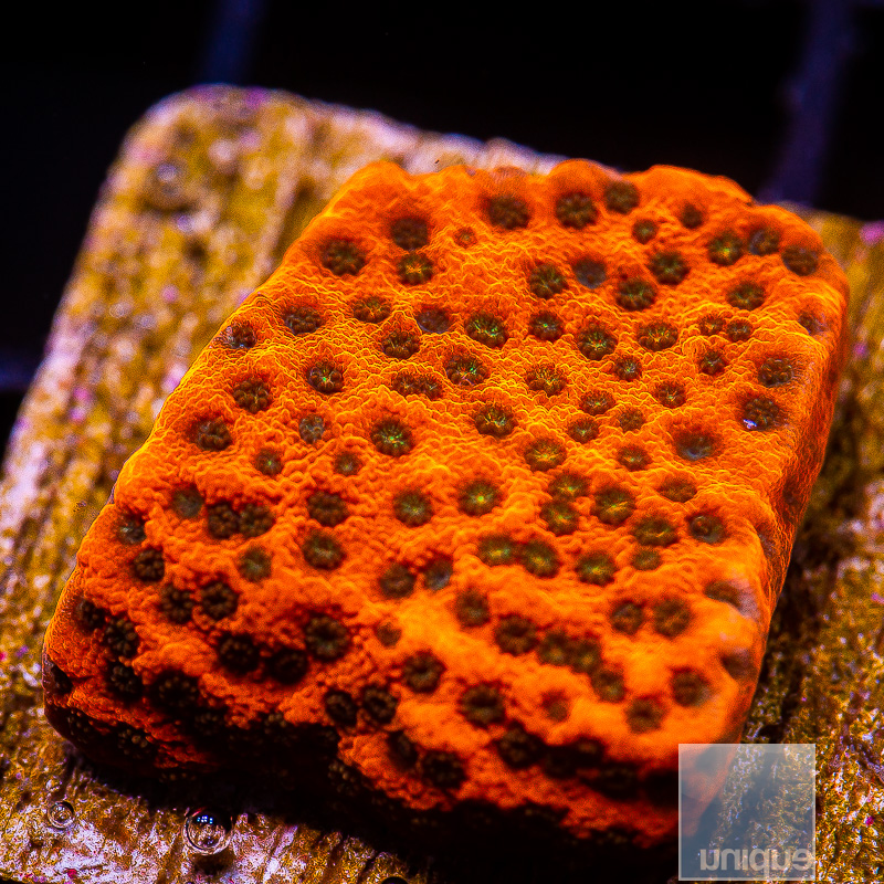 jc-Tropic Thunder Montipora 59 26.JPG