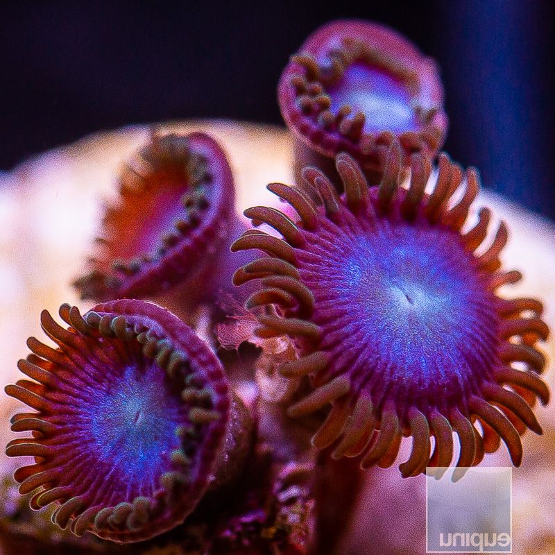 jc-Tubbs Blues Zoanthid 39 22.JPG