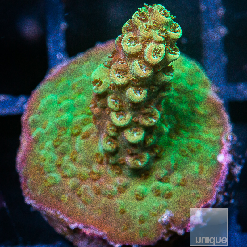 JC-U Acropora 59 20.JPG