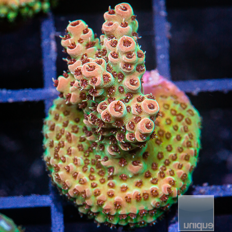 JC-U Acropora 59 26.JPG