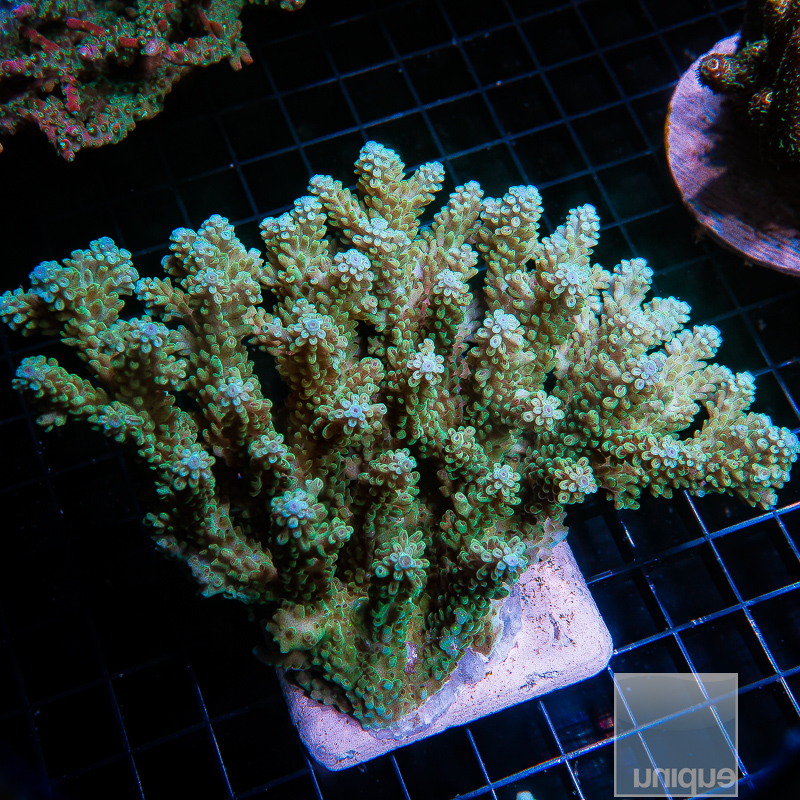 JC-U Acropora Colony 699 360.JPG