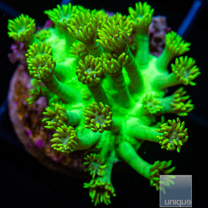 jc-U Green Goniopora 59 25.JPG