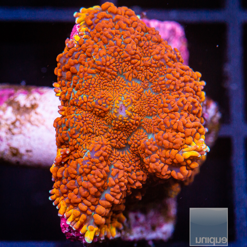 jc-U Orange Rhodactis 79 36.JPG