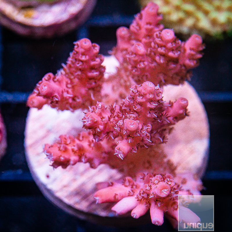 JC-U Pink Acropora Chunk 139 85.JPG