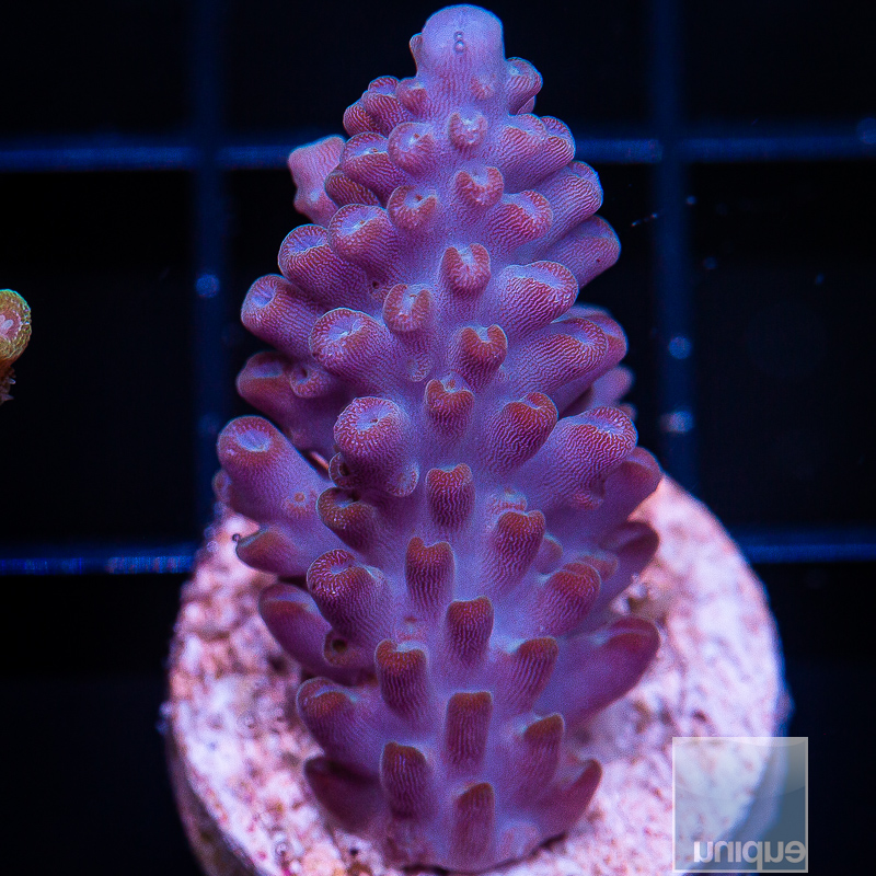 jc-U Purple Acropora 69 30 (1).JPG