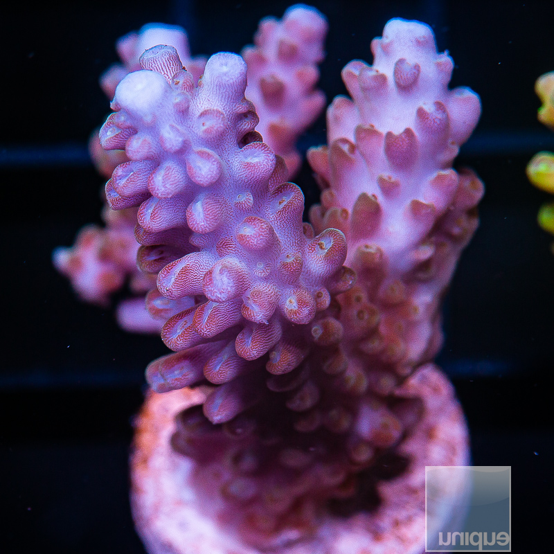 jc-U Purple Acropora 69 45 (1).JPG