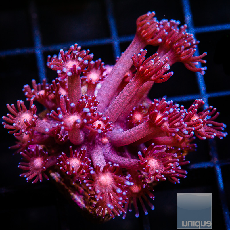 jc-U Red Goniopora 69 26.JPG