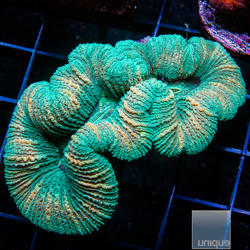 jc-U Trachyphyllia 79 46.JPG