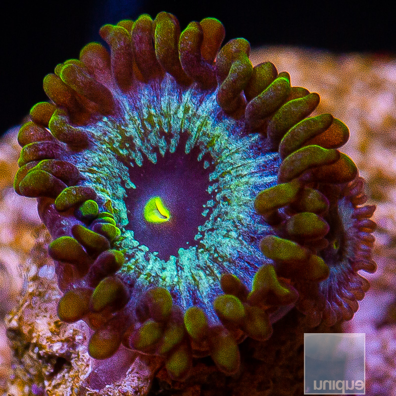 jc-U Zoanthid 10 5.JPG