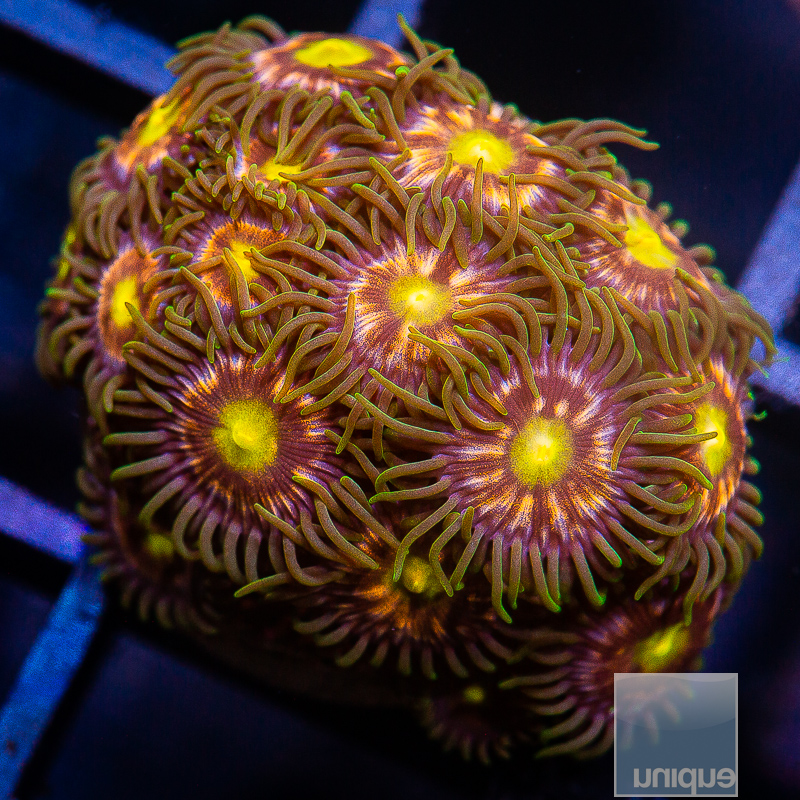 JC-U Zoanthid 119 66.JPG