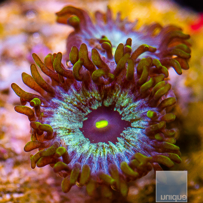 jc-U Zoanthid 32 10.JPG