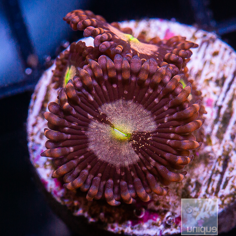 JC-U Zoanthid 39 10.JPG