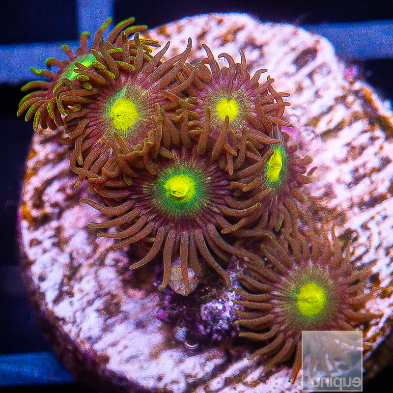 jc-U Zoanthid 39 21.JPG