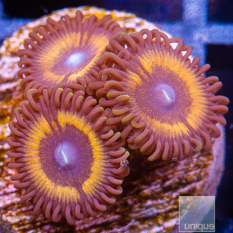 JC-U Zoanthid 39 22.JPG