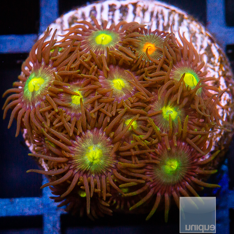 jc-U Zoanthid 49 26.JPG