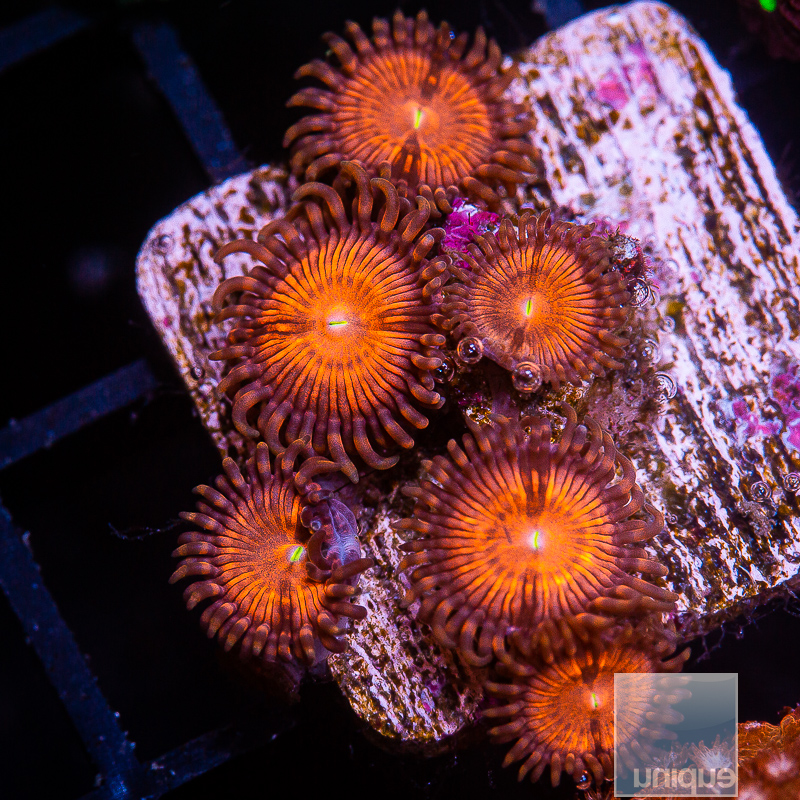 JC-U Zoanthid 59 36.JPG