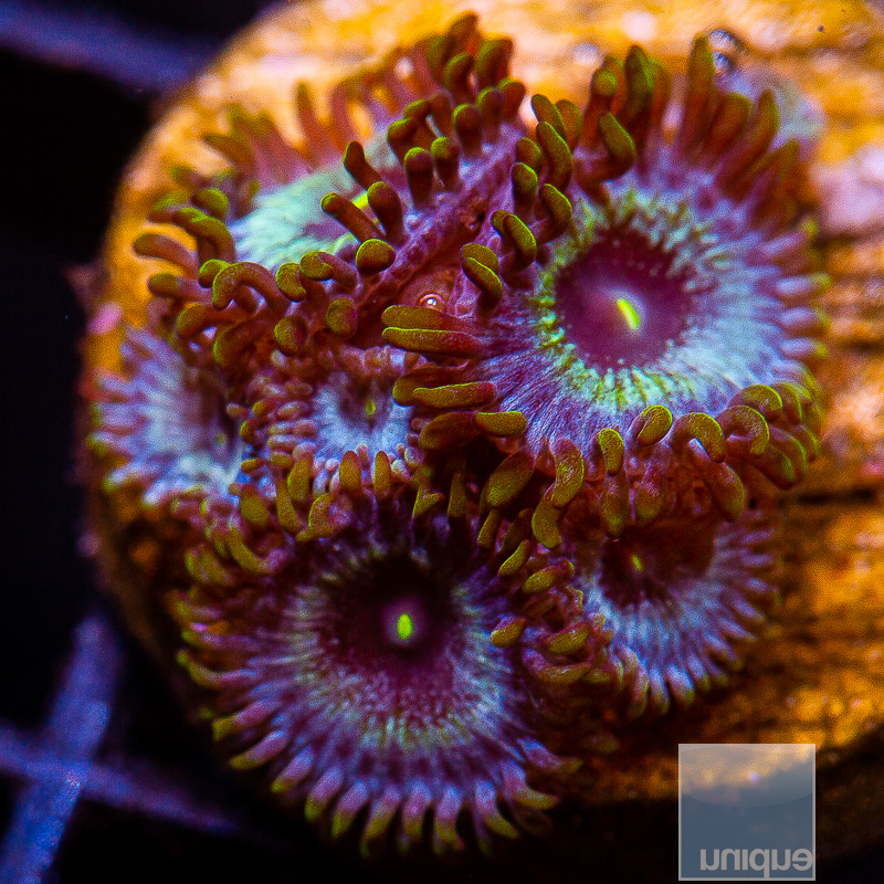 jc-U Zoanthid 59 36.JPG