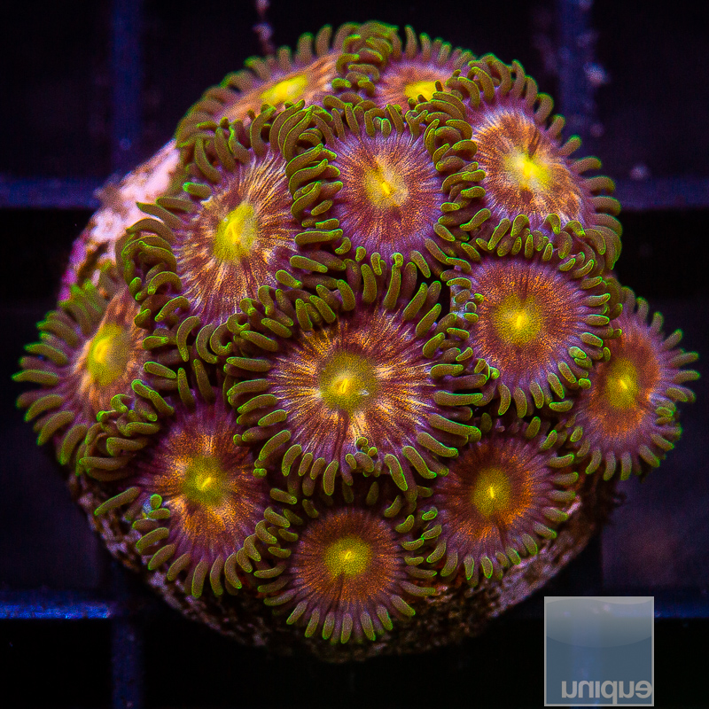 JC-U Zoanthid 69 18.JPG