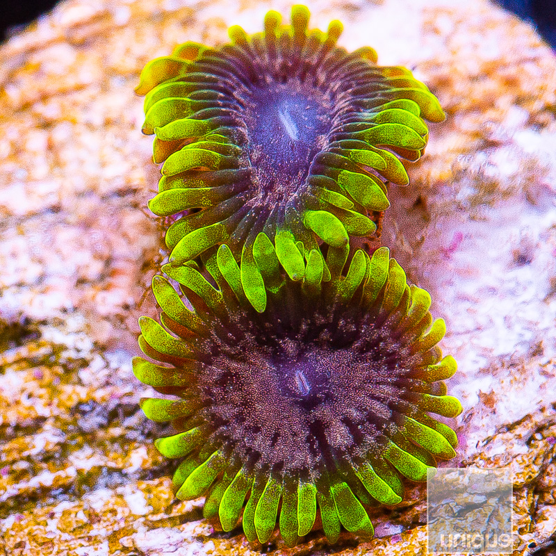 jc-UC Atmosphere Zoanthid 119 72.JPG