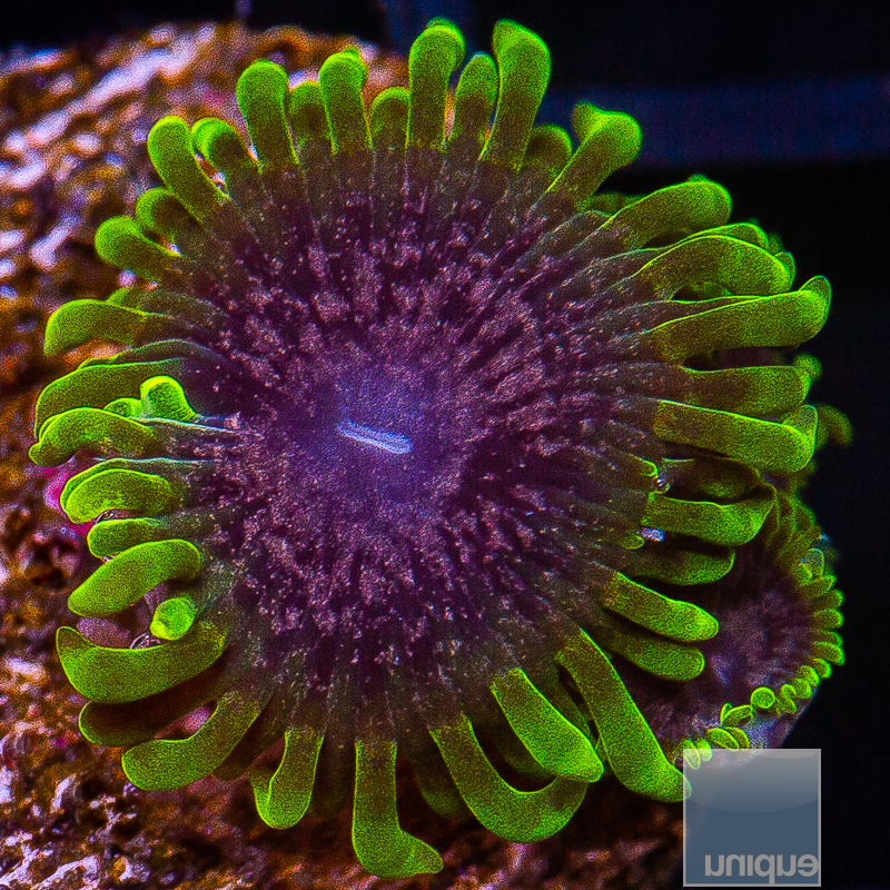 JC-UC Atmosphere Zoanthid 159 85.JPG