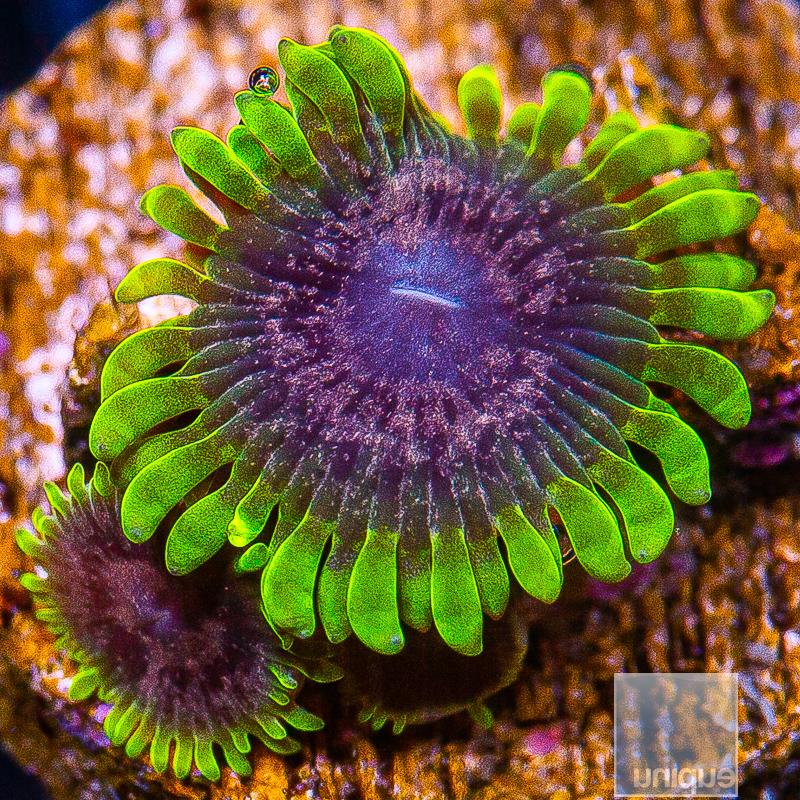 JC-UC Atmosphere Zoanthid 159 94.JPG