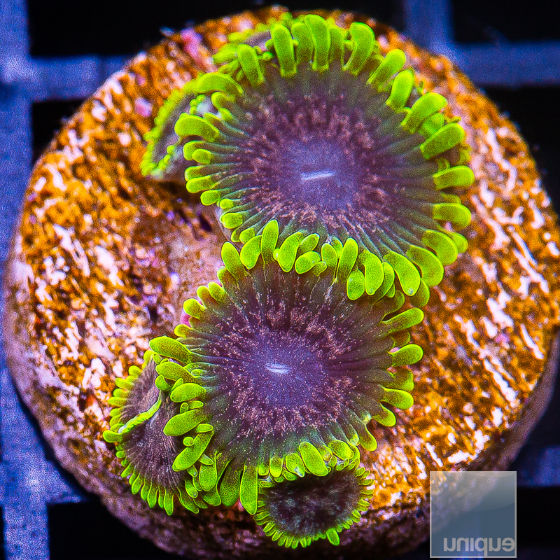 JC-UC Atmosphere Zoanthid 239 114.JPG