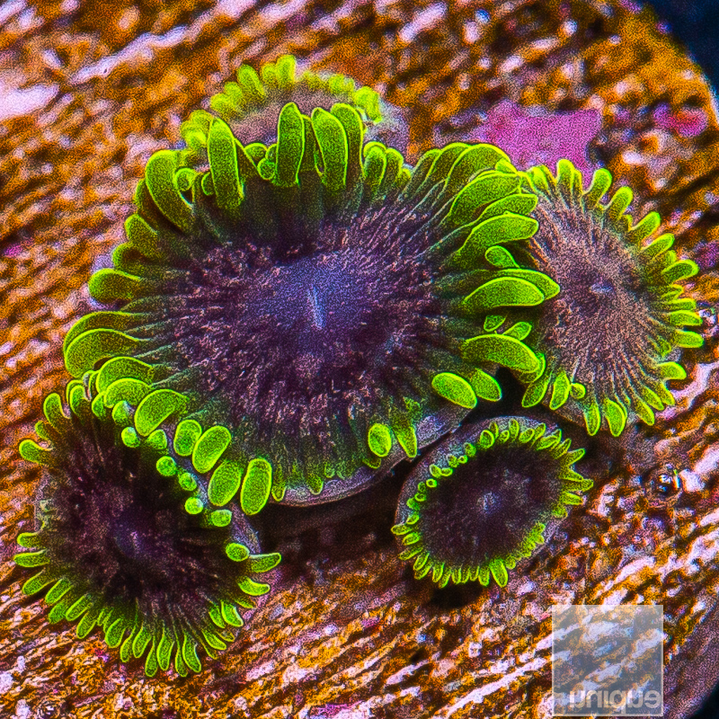 JC-UC Atmosphere Zoanthid 249 116.JPG