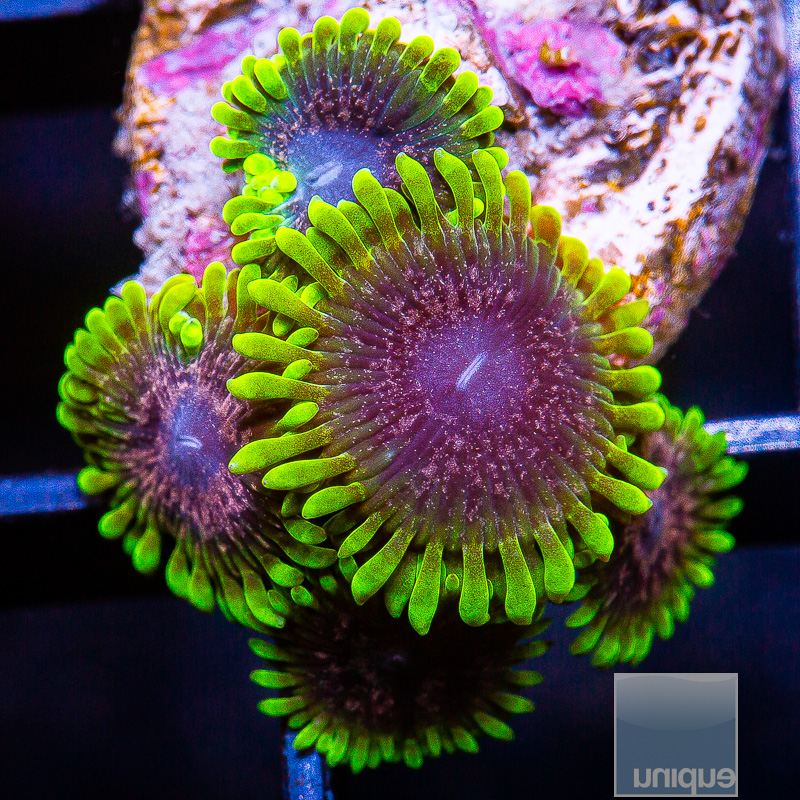 jc-UC Atmosphere Zoanthid 319 200.JPG