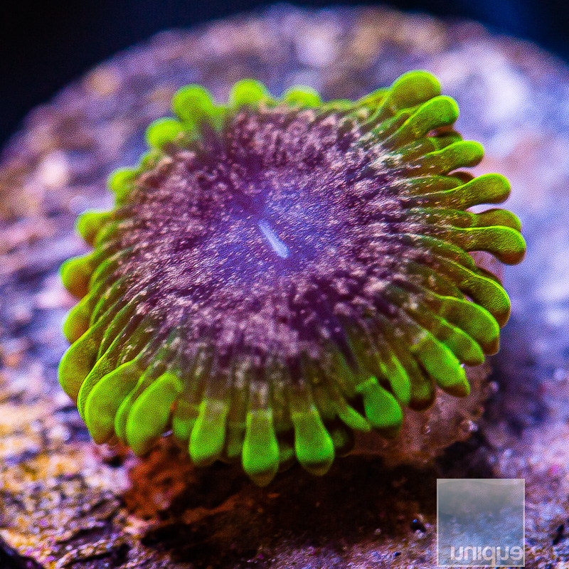 jc-UC Atmosphere Zoanthid 59 35.JPG