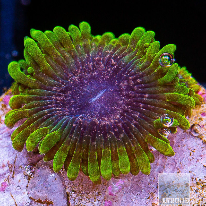 jc-UC Atmosphere Zoanthid 69 25.JPG