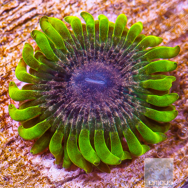 JC-UC Atmosphere Zoanthid 79 55.JPG