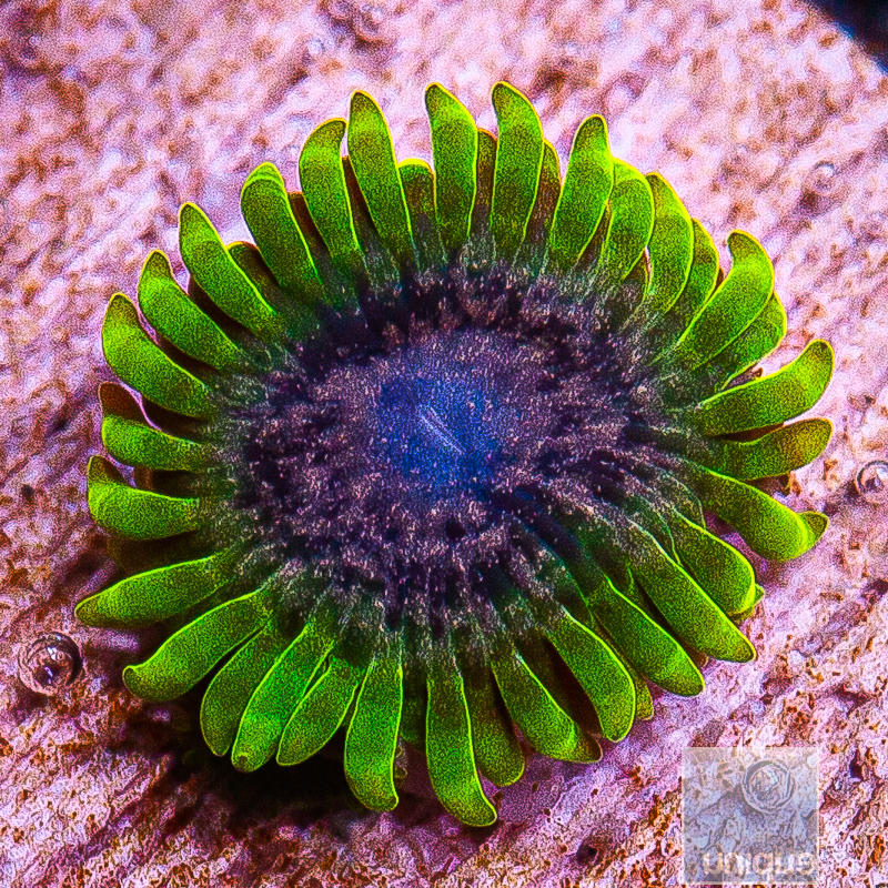 JC-UC Atmosphere Zoanthid 89 65.JPG