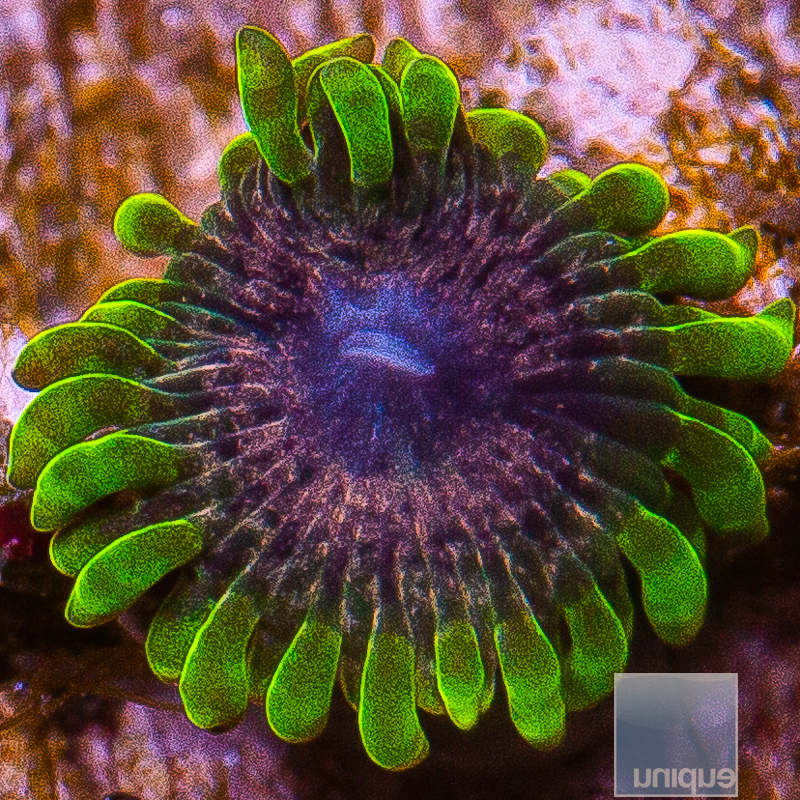 JC-UC Atmosphere Zoanthid 99 46.JPG