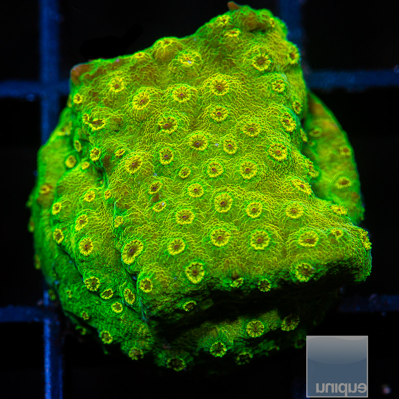 jc-UC Big Bird Cyphastrea 59 36.JPG