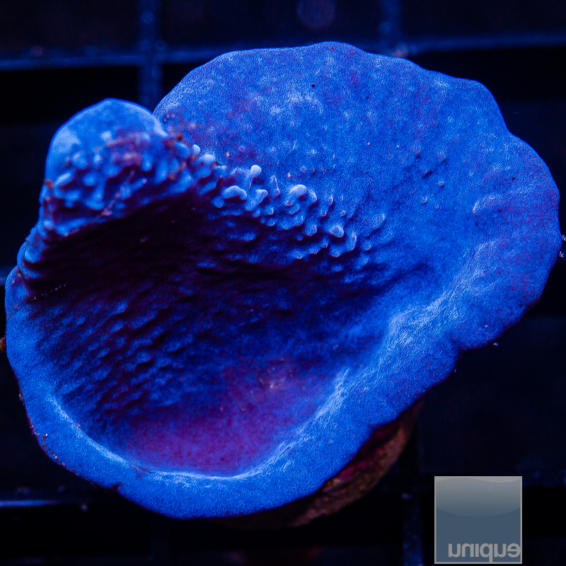 jc-UC Blue Plating Sponge 49 26.JPG