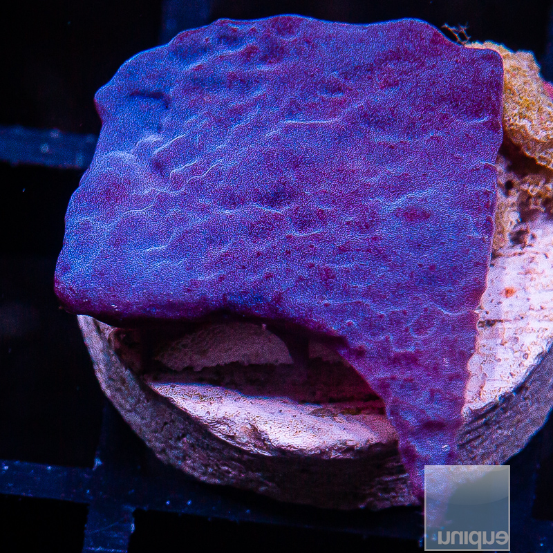 jc-UC Blue Plating Sponge 59 42.JPG